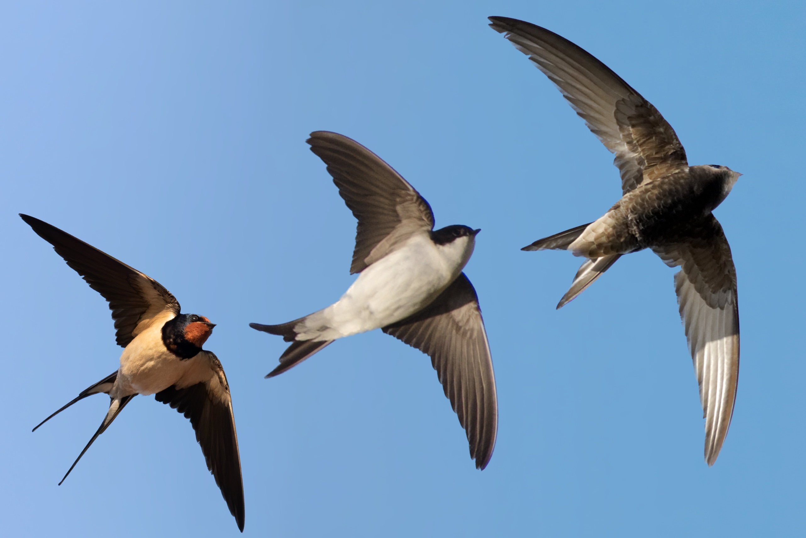 ¿En qué se diferencia una golondrina, un vencejo y un avión?