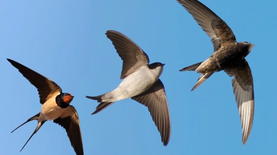 ¿En qué se diferencia una golondrina, un vencejo y un avión?