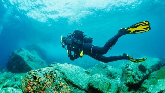 Cinco animales increíbles que puedes ver mientras buceas en las costas españolas en verano