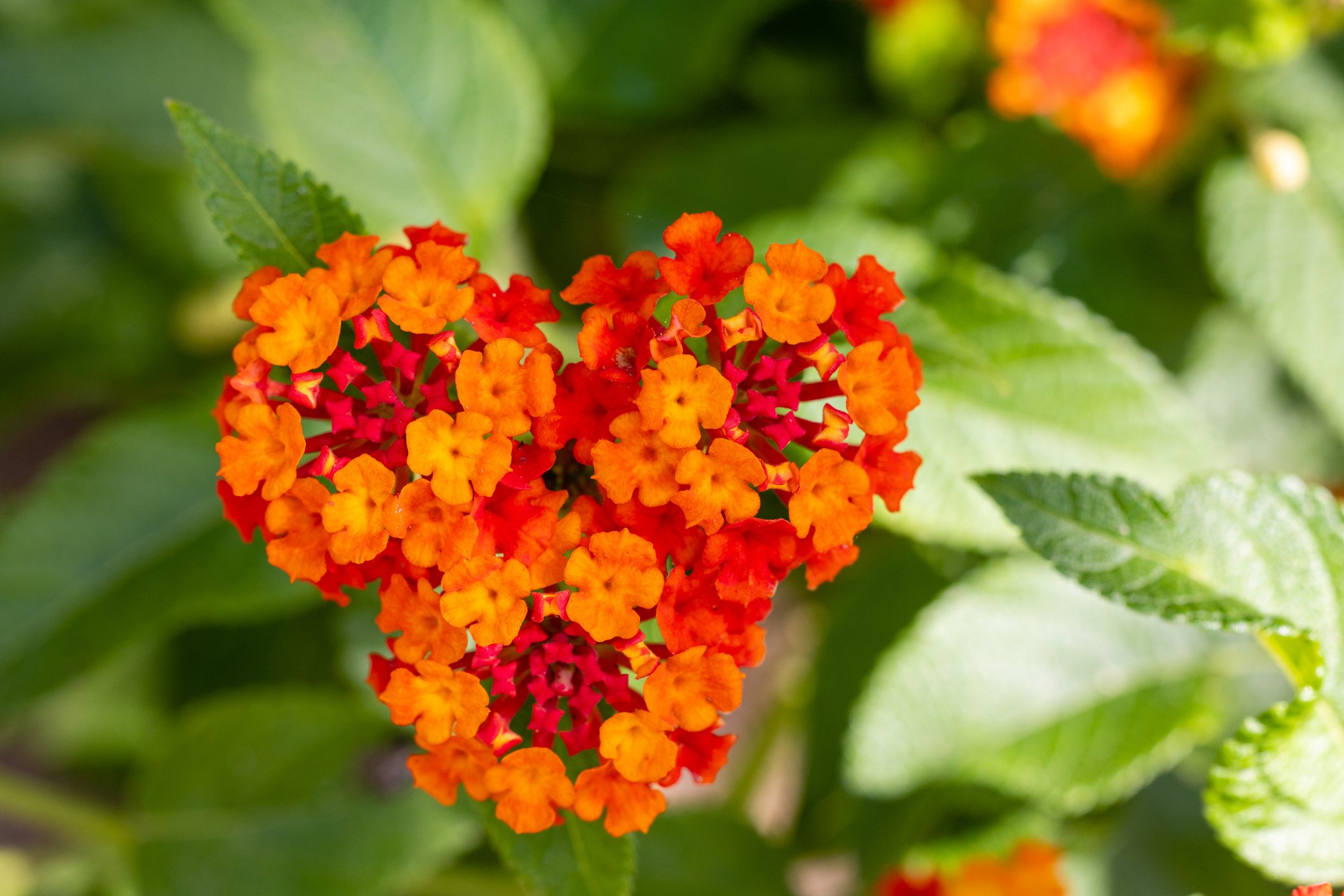 Especies vegetales fuera de control: 5 plantas invasoras en España que no están reguladas