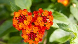 Especies vegetales fuera de control: 5 plantas invasoras en España que no están reguladas