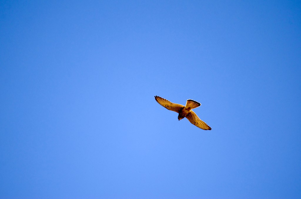 Aves rapaces en España