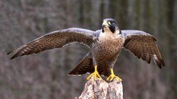 15 aves rapaces de España y su silueta