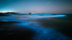 Playa bioluminiscente