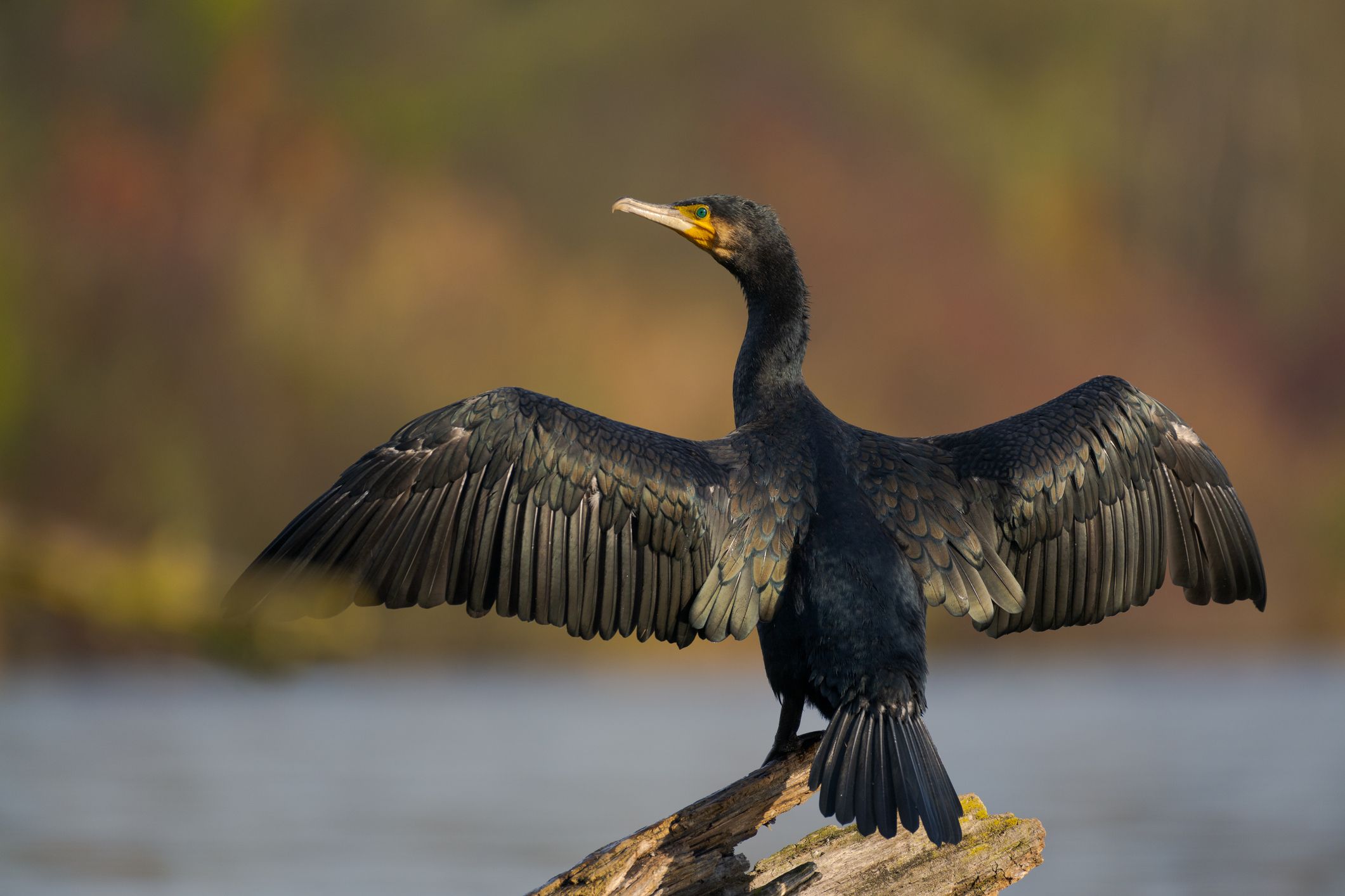 Cinco aves fascinantes que puedes encontrar en tus vacaciones en la playa
