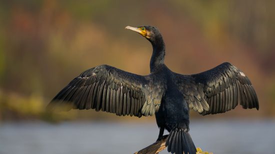 Cinco aves fascinantes que puedes encontrar en tus vacaciones en la playa