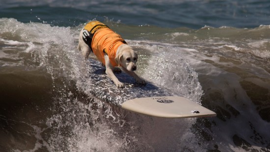 Perro haciendo surf