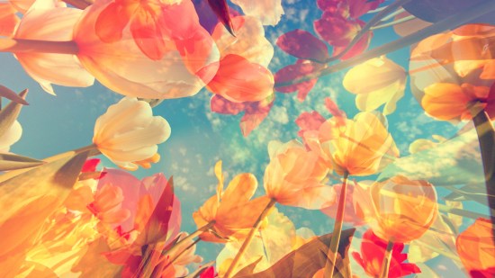 Tulipanes de colores