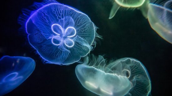 Cinco medusas de las costas españolas