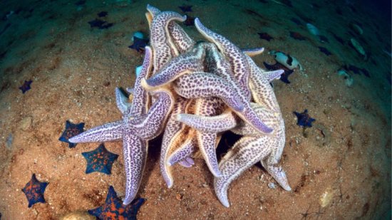 orgia estrellas de mar