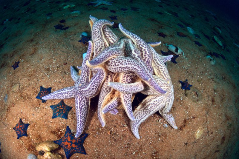 orgia estrellas de mar