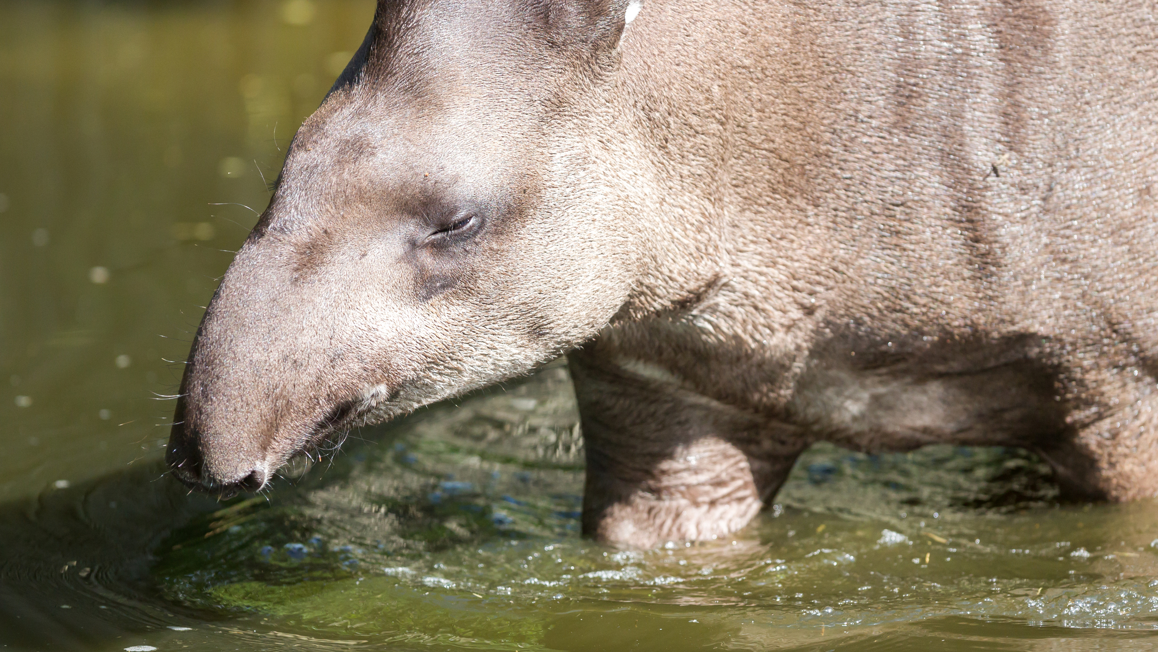 Tapir sudamericano