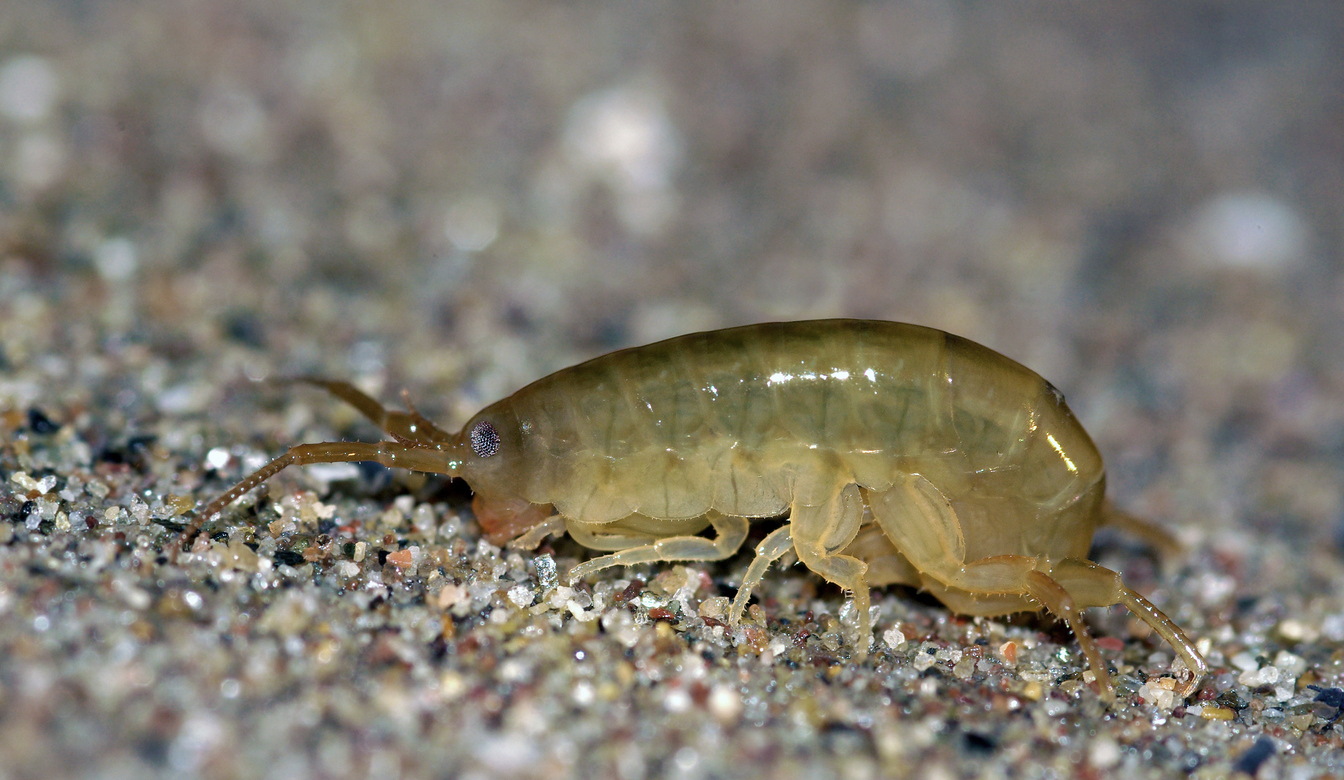 Fauna intersticial de la playa