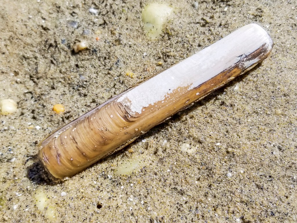 Fauna intersticial de la playa