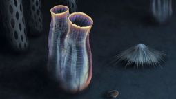 Recreación artística de Megasiphon thylakos