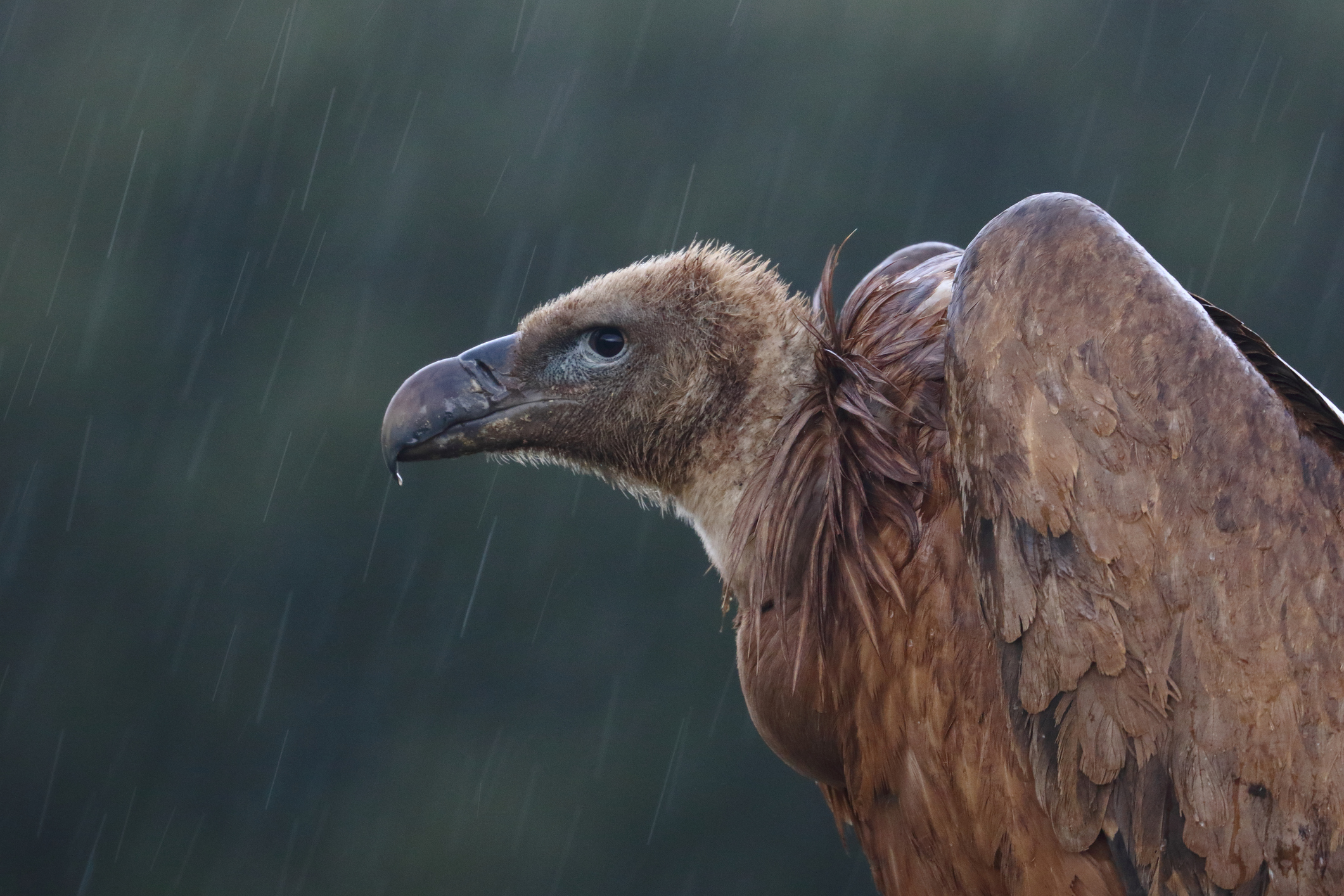 Así afecta la presencia humana al comportamiento de los carroñeros