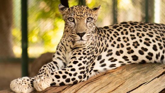Secuencian el genoma del leopardo de Arabia, clave para su conservación