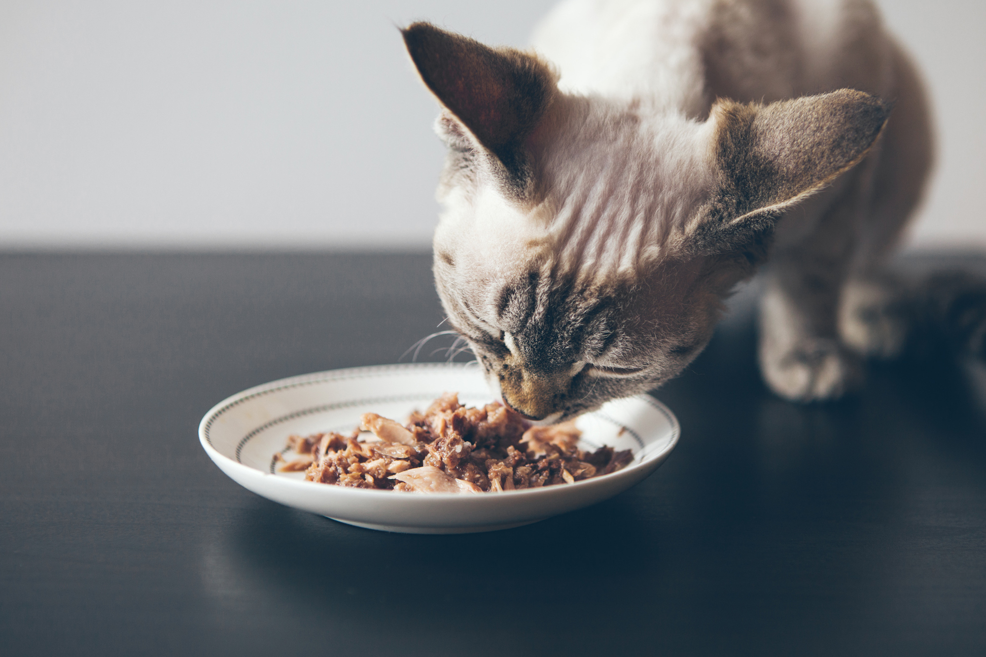 Gato comiendo atún