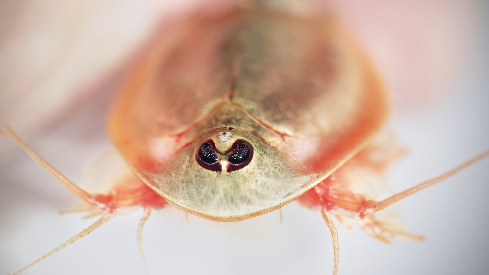 Aparecen cientos de raras criaturas de tres ojos tras las intensas lluvias