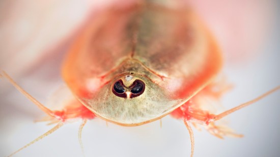Aparecen cientos de raras criaturas de tres ojos tras las intensas lluvias