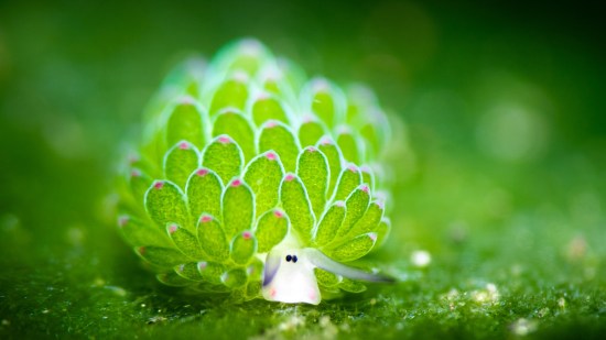 El animal más bonito del mundo