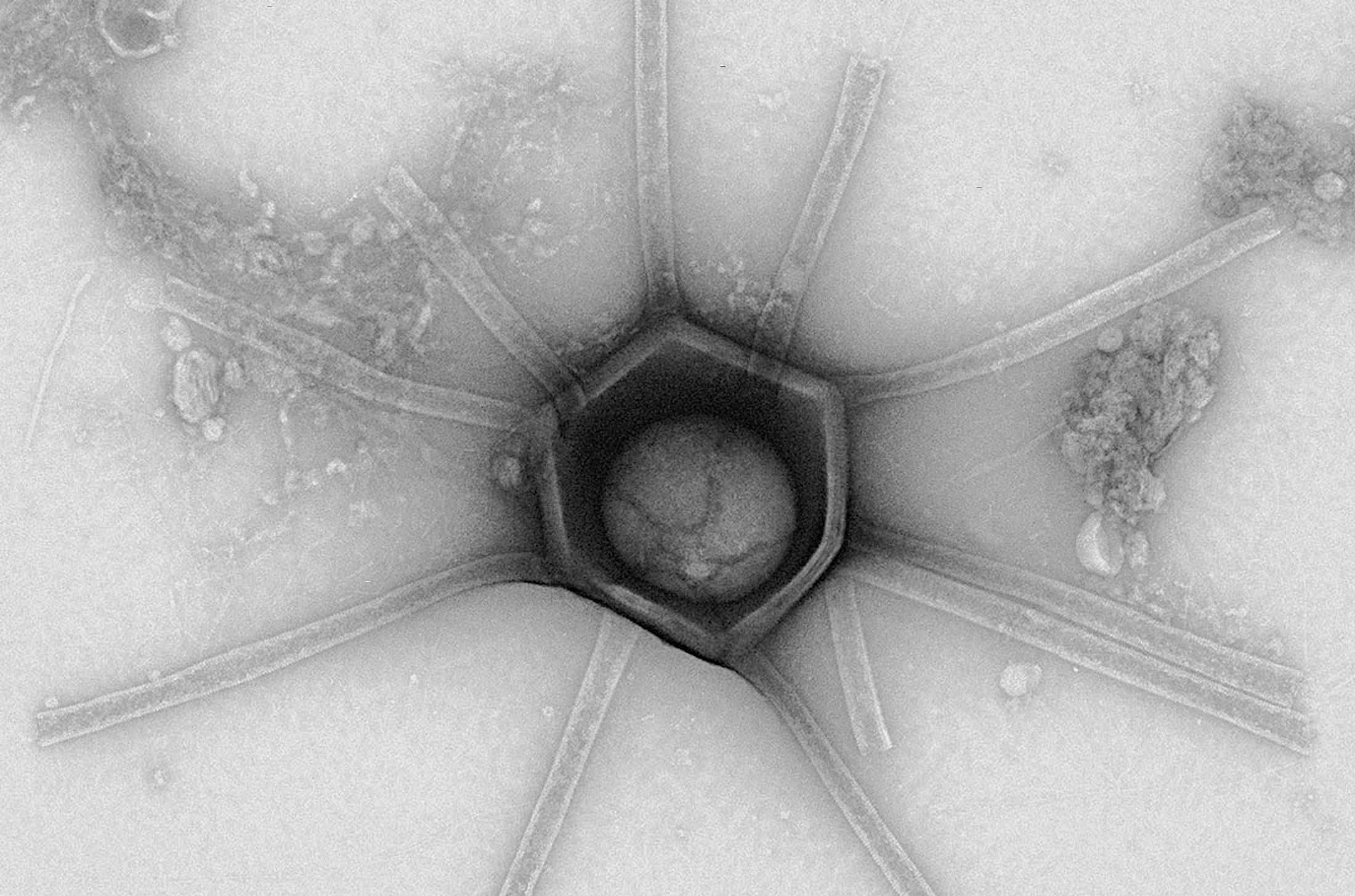 Morfotipo ‘Gorgona’