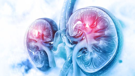 Recreación de riñones humanos