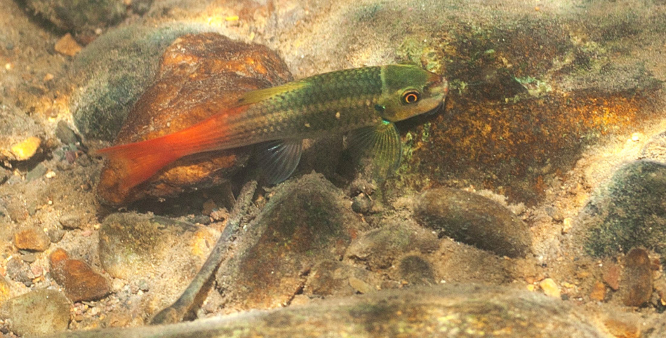 Garra de cola roja en su hábitat natural