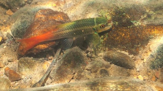 Garra de cola roja en su hábitat natural