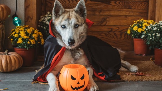 Perro en Halloween