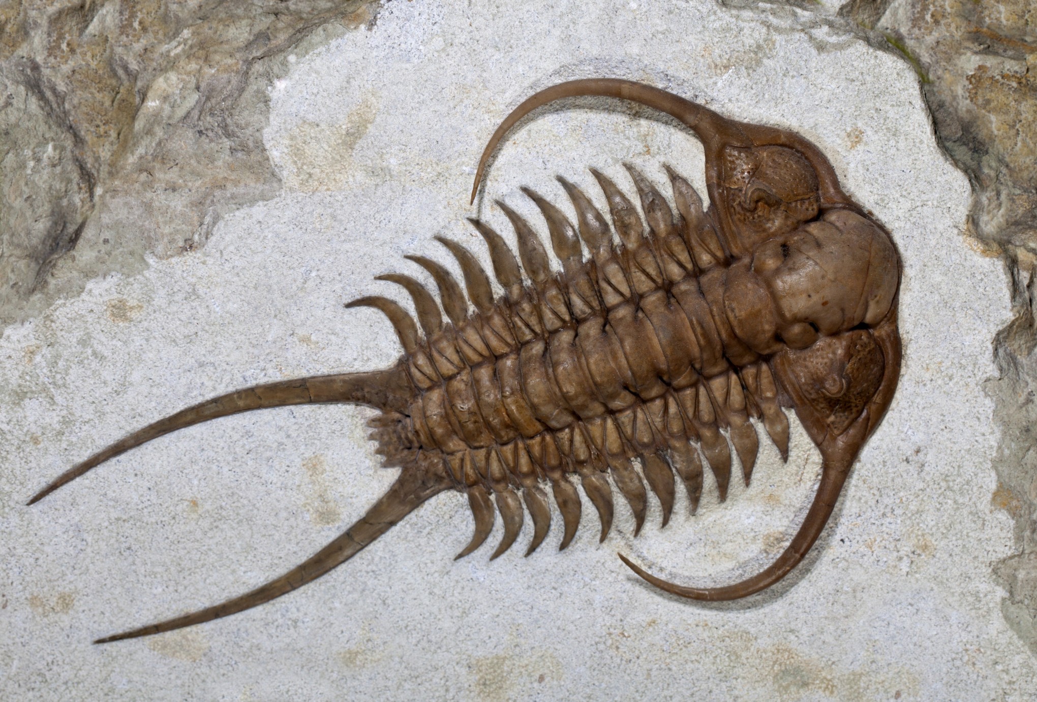 Ejemplar de trilobites