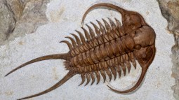 Ejemplar de trilobites