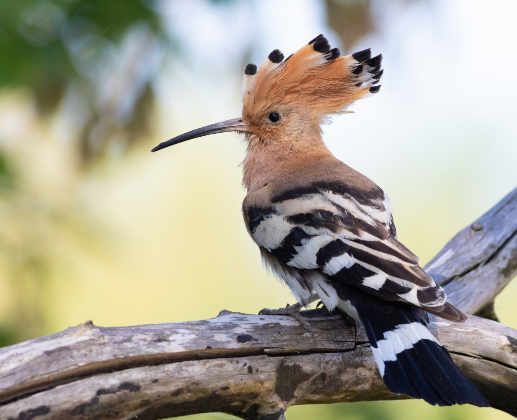 Definición de animal