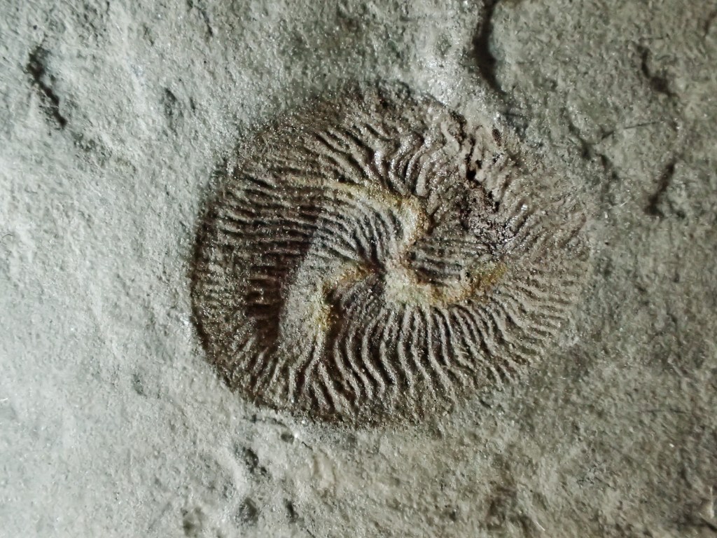 Definición de animal