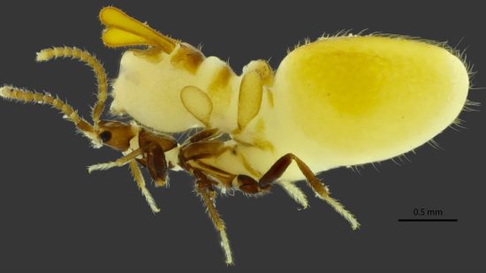 El nuevo escarabajo descubierto