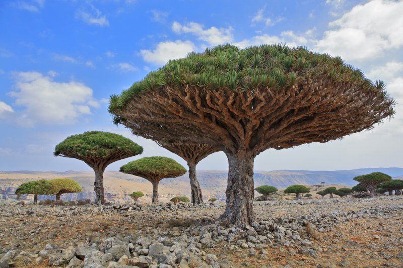 Socotra, Yemen