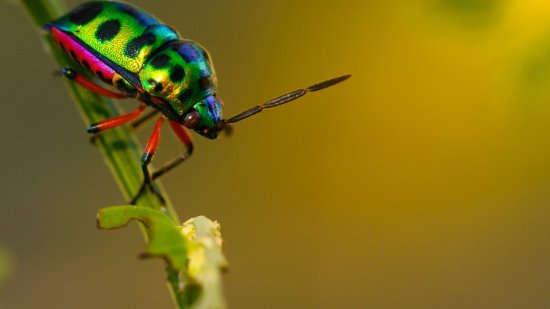 Los insectos más peligrosos del mundo