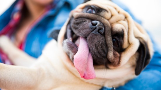 Los perros de morro chato tienen comportamientos más infantiles, y el motivo está en su evolución