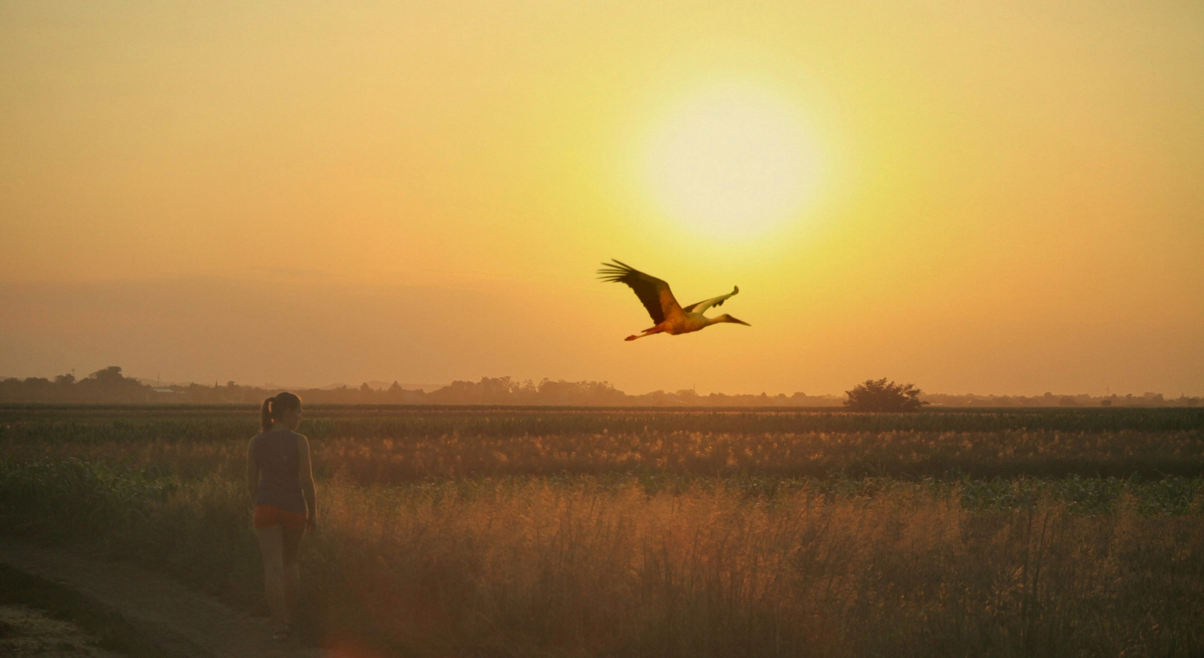 La sorprendente historia del descubrimiento de la migración de las aves