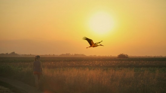 La sorprendente historia del descubrimiento de la migración de las aves