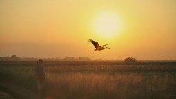La sorprendente historia del descubrimiento de la migración de las aves