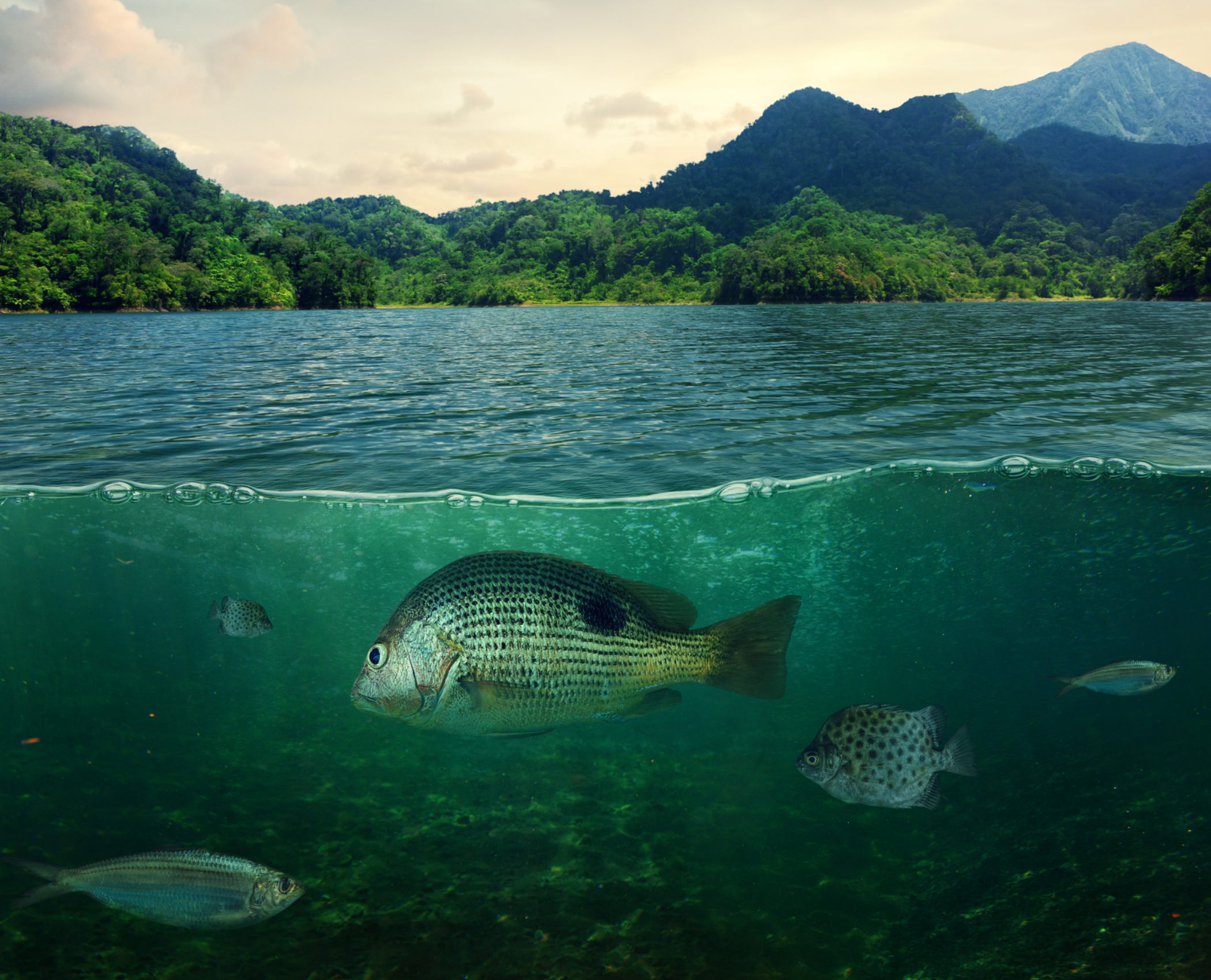 Descubren un nuevo tipo de ecosistema en el fondo del océano