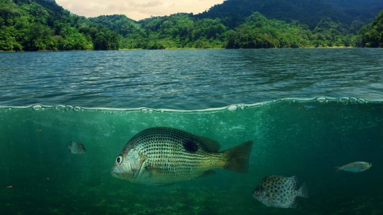 Descubren un nuevo tipo de ecosistema en el fondo del océano