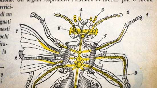 Ilustración antigua insecto