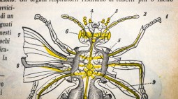 Ilustración antigua insecto
