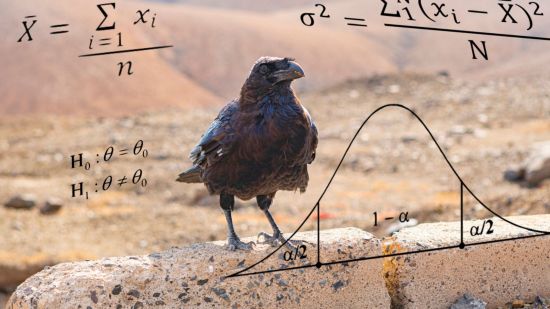 Los cuervos emplean la estadística en su toma de decisiones