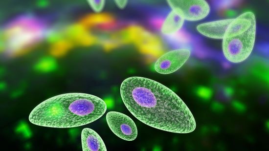 ¿Deberíamos conservar los parásitos? Por qué son importantes para la evolución de la vida