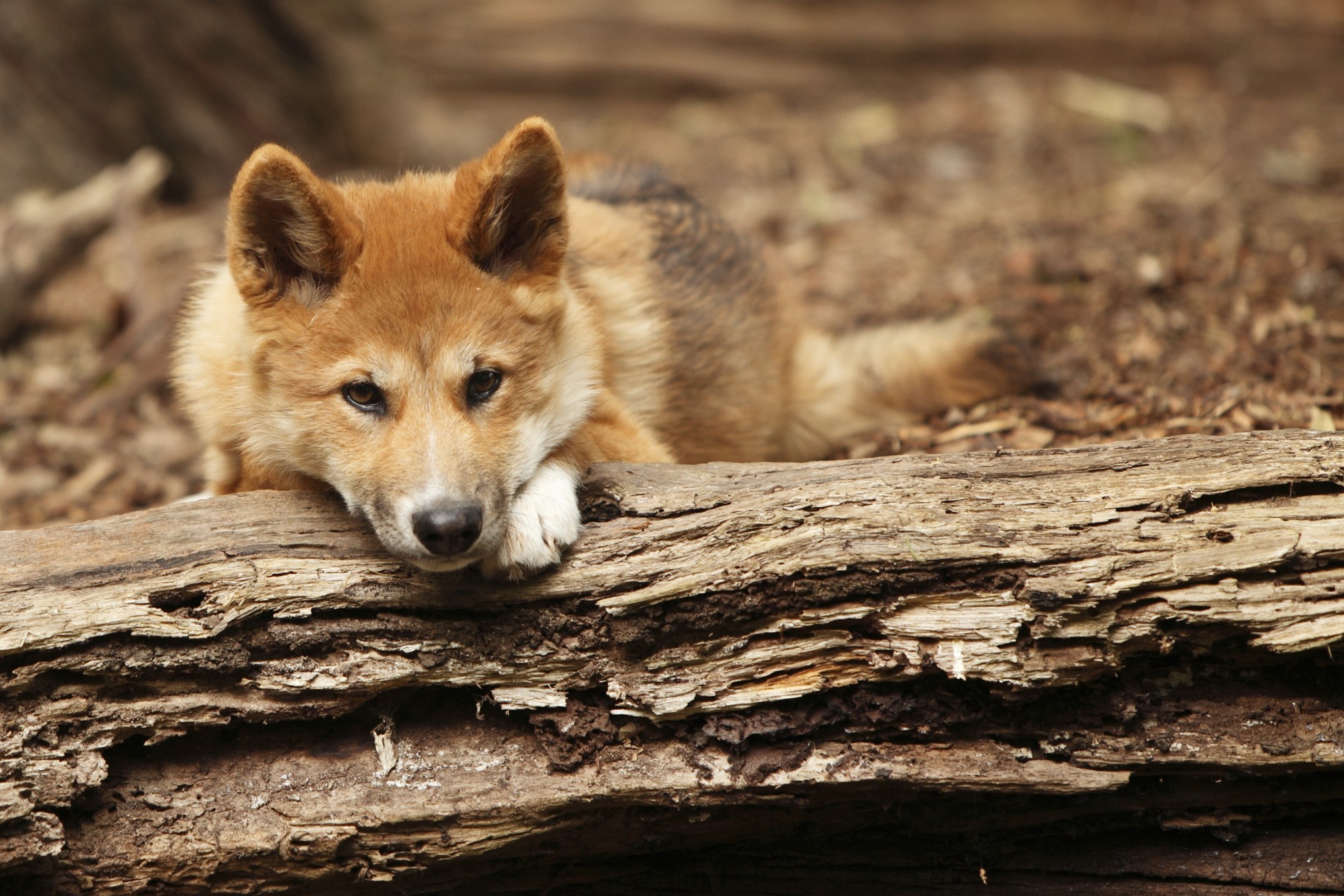 Este animal fue considerado una vez 'casi humano' en Australia