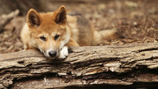 Este animal fue considerado una vez 'casi humano' en Australia