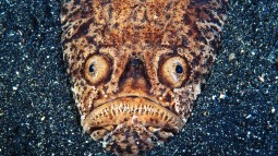 Cinco criaturas espeluznantes reales que podrían ser monstruos de Halloween